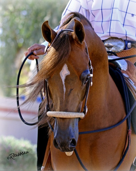 Copper Max W (Maximuss x Brass Princess) for sale