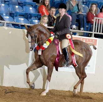 Alada Frosting - 2001 Half-Arabian Gelding for Sale